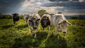 Farm Animal Showing Cattle On The Move Wallpaper