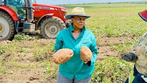 Farmer Harvesting Vegetables Wallpaper