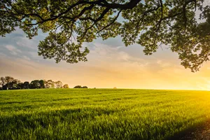 Farmer Meadow Field Wallpaper