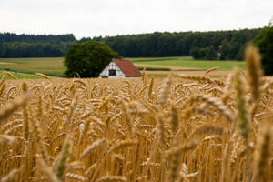 Farmhouse With Vast Wheat Crop Wallpaper