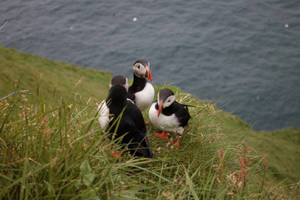 Faroe Islands Atlantic Birds Wallpaper