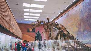 Fascinating Dinosaur Display Wallpaper