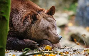 Fat Brown Bear Wallpaper