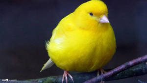 Fat Yellow Canary Bird Wallpaper