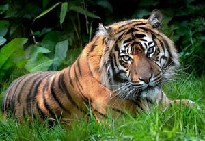 Fearless Tiger Predator Wallpaper