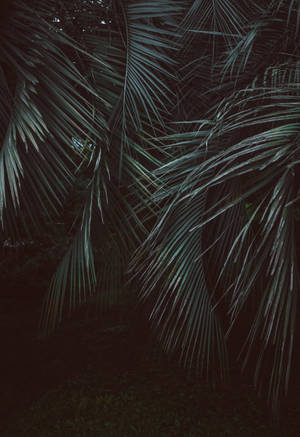 Feather-leaved Palms In The Jungle Wallpaper