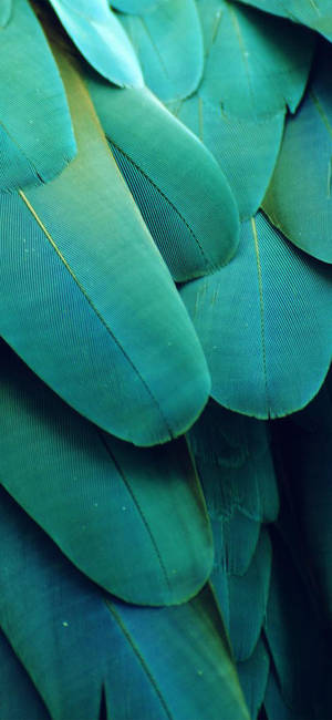 Feather Macro Photography Aesthetic Teal Wallpaper
