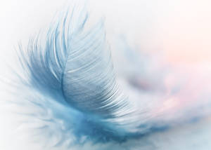 Feather Pastels Aesthetic Computer Wallpaper
