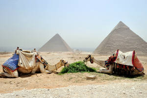 Feeding Camels Egypt Wallpaper