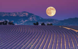 Feel Beautiful And Inspired With Lavender Aesthetic Laptop. Wallpaper