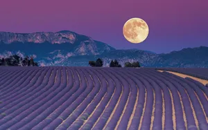 Feel Beautiful And Inspired With Lavender Aesthetic Laptop. Wallpaper