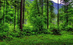 Feel Completely Surrounded By Nature. Wallpaper
