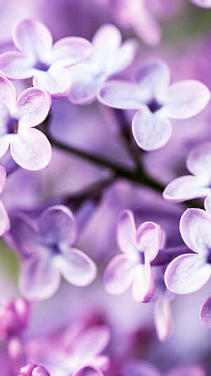 Feel The Joy Of Spring With This Cute Iphone Wallpaper! Wallpaper