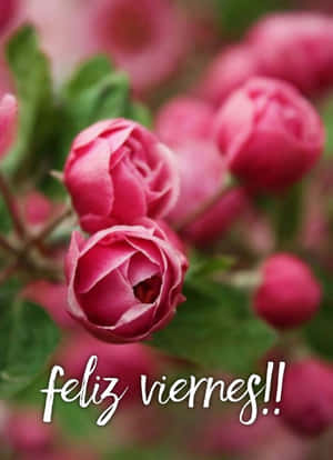 Feliz Viernes Rose Greeting Wallpaper