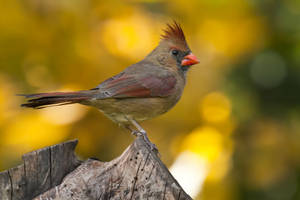 Female Cardinal Wallpaper