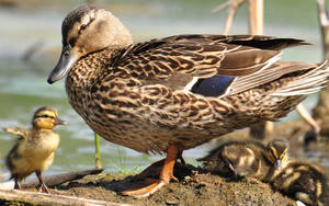 Female Mallard Duck Wallpaper