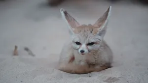 Fennec Fox On Sand Wallpaper