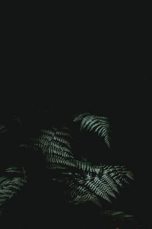 Fern Black Iphone Wallpaper