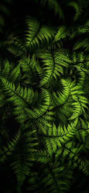 Fern Leaves On A Dark Background Wallpaper