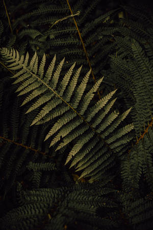 Fern Leaves Plant Aesthetic Wallpaper