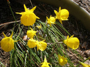 Fernandesii Narcissus Flower Wallpaper