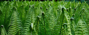 Ferns Green Leaves Wallpaper