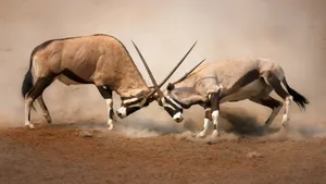 Ferocious Bull In The Arena - Traditional Indian Jallikattu Festival Event Wallpaper