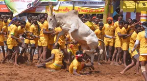 Ferocious White Bull In Jallikattu Festival Wallpaper