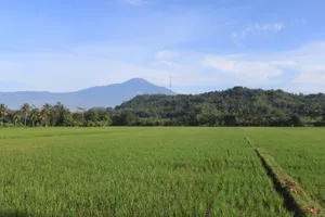 Field And Mountain Pemandangan Wallpaper