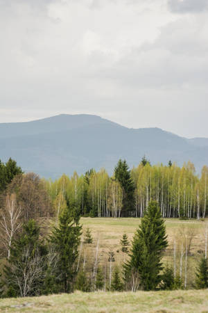 Field Of Aspen Trees