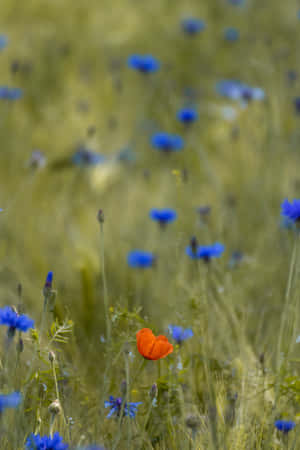 Field Of Blue Flowers Phone Wallpaper