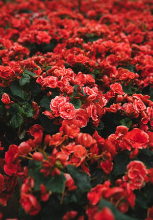 Field Of Red Beauty Wallpaper
