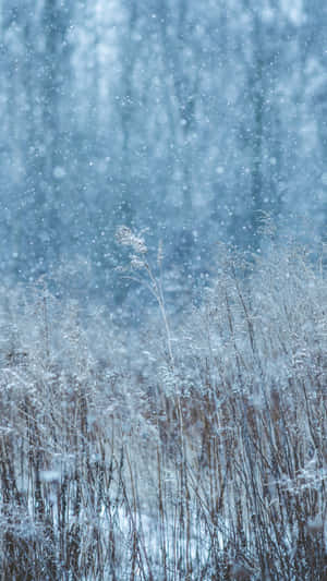 Field With Snow Falling Wallpaper