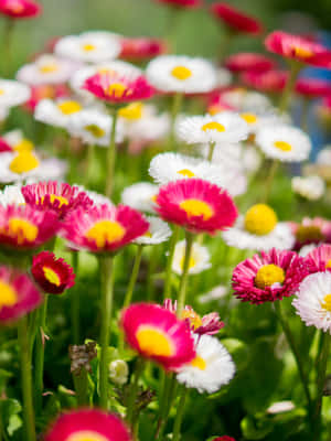 Fields Of Summer Wildflowers Wallpaper