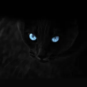 Fierce Cat Eyes Screen Saver Wallpaper