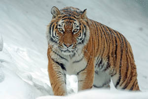 Fierce Harimau Walking In Snow Wallpaper