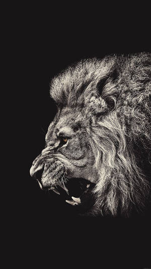Fierce Roaring Lion Top Iphone Hd Wallpaper