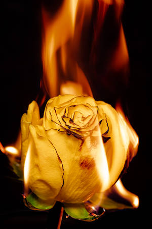 Fiery Yellow Rose Iphone Wallpaper