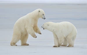 Fighting Polar Bear Wallpaper