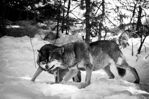 Fighting Wolves In Snow Wallpaper