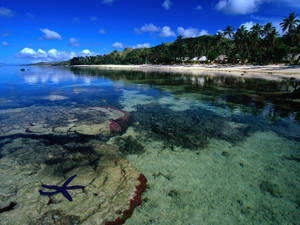 Fiji Seabed Under Clear Waters Wallpaper