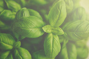 Filtered Basil Herb Close Up Wallpaper