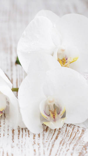 Fine White Orchid Wallpaper
