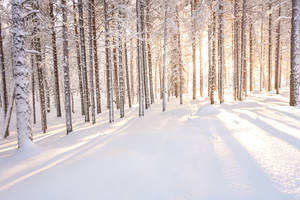 Finland Snowy Trees Background Wallpaper