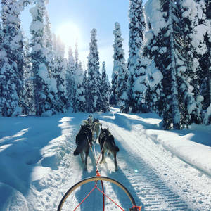 Finland Winter Husky Sled Ride Wallpaper