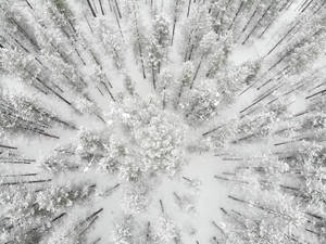 Finland Winter Pine Forest Aerial Wallpaper