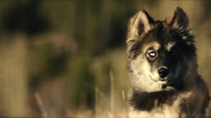 Finnish Lapphund Dog Togo Wallpaper