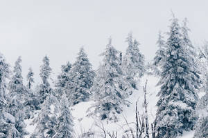 Fir Forest Winter Desktop Wallpaper