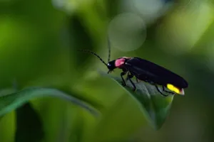 Fireflyon Leaf Nature Photo Wallpaper