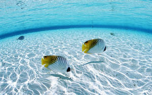 Fish And White Sand Underwater Wallpaper